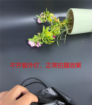 不开紫外灯，正常拍摄效果.png