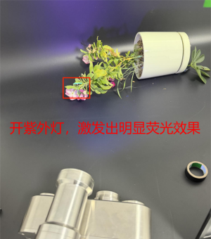 开紫外灯激发荧光效果.png