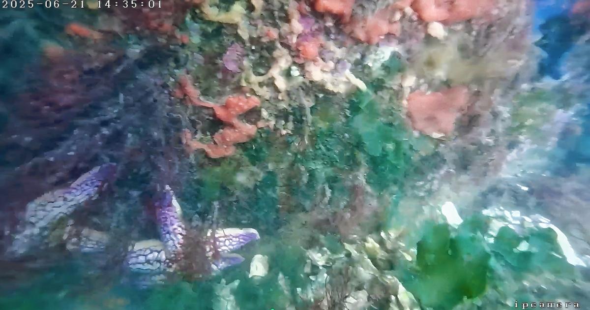 1787359542534358.jpg 水下机器人拍摄威海海底(官网详情页).jpg